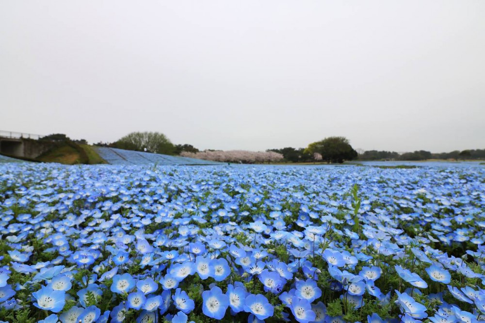 海の中道海浜公園Facebook