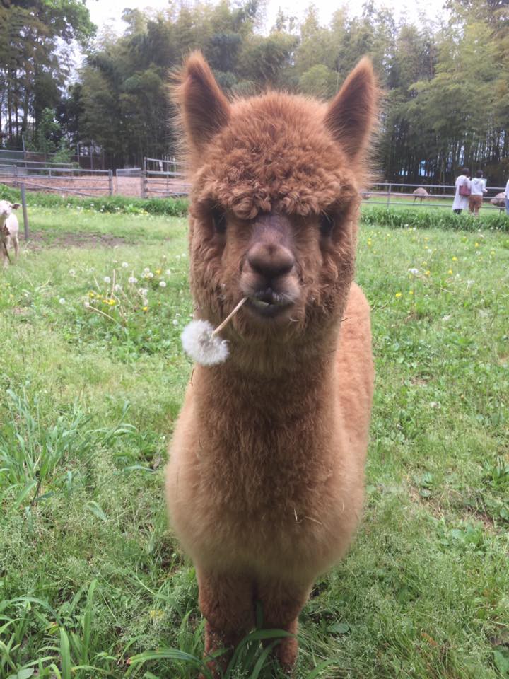 ダチョウ王国石岡ファーム