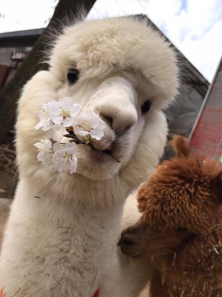 ダチョウ王国石岡ファーム