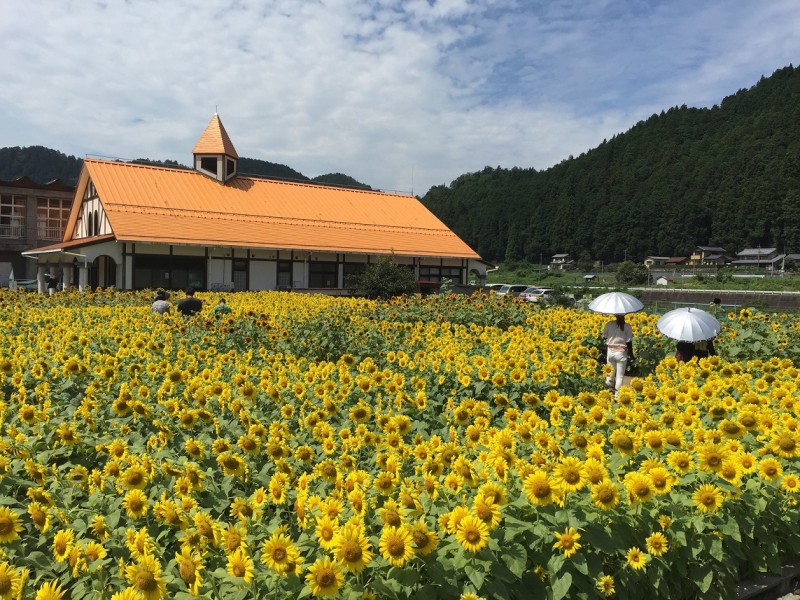 洲原ひまわりの里