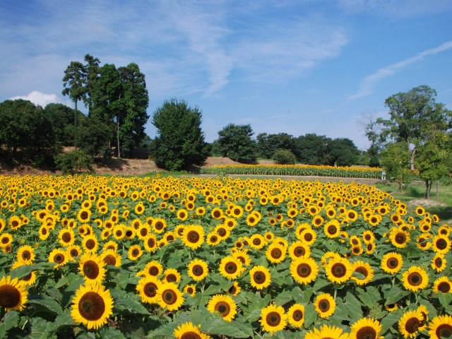 馬見丘陵公園