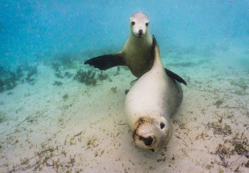 Swim with sealion_2