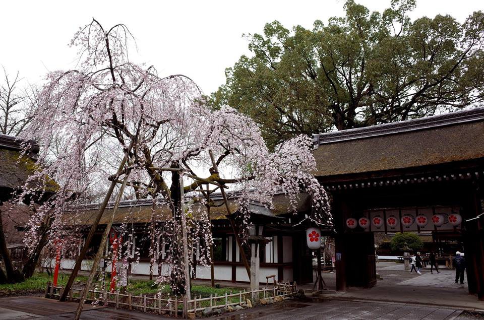 平野神社/Twitter