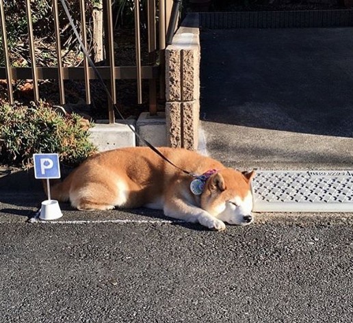 ig@ ponsan_shiba