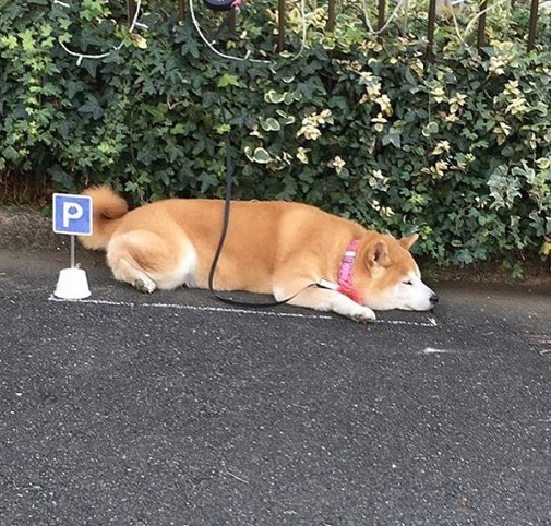 ig@ ponsan_shiba