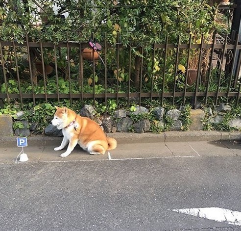 ig@ ponsan_shiba