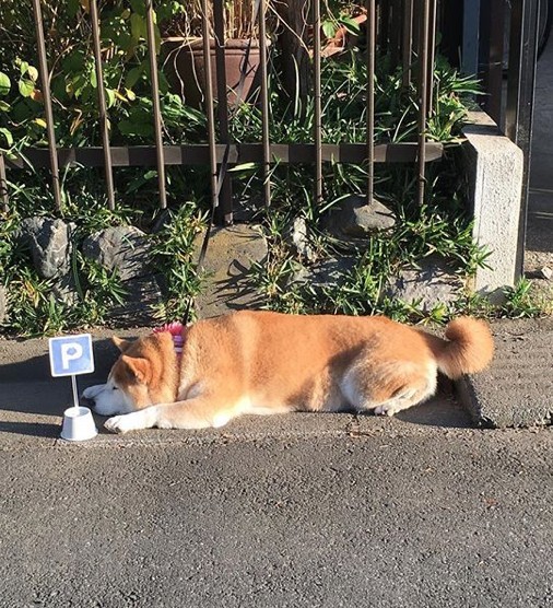 ig@ ponsan_shiba
