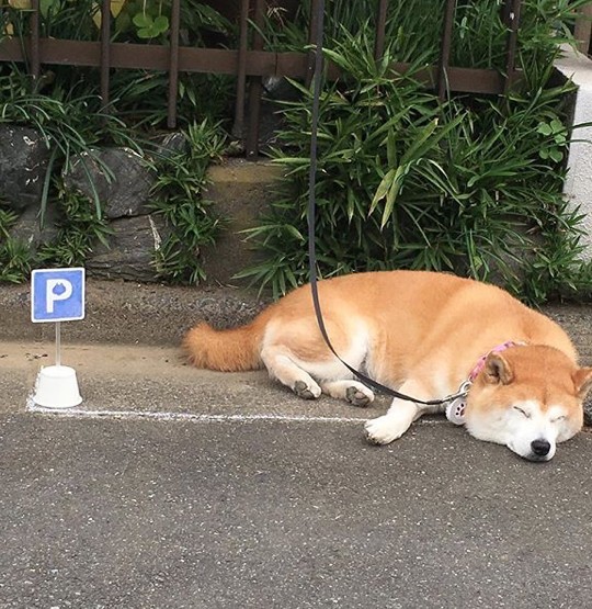 ig@ ponsan_shiba