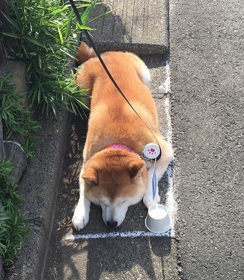 ig@ ponsan_shiba