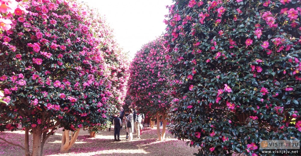 visit jeju 官網