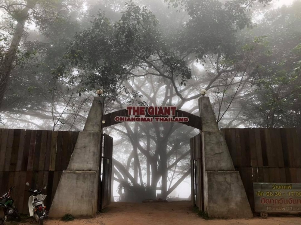 The Giant Chiangmai Thailand