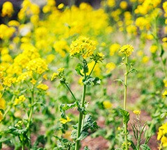 kobeherb 官網